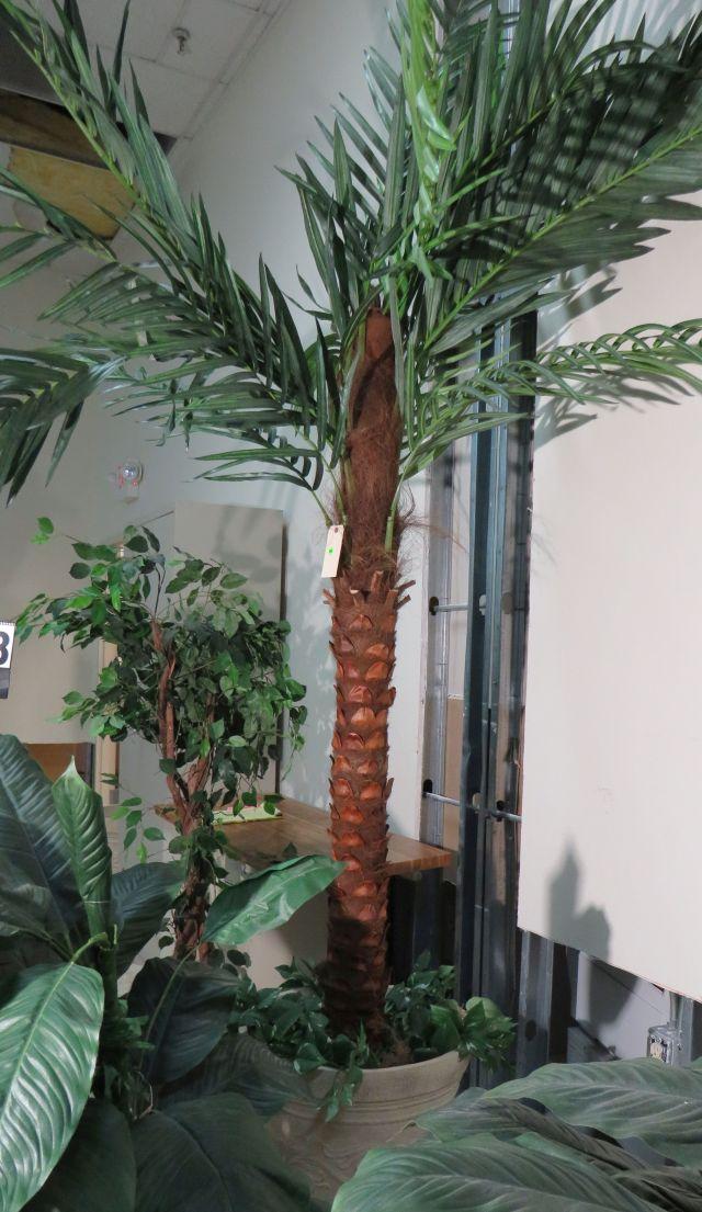 10' Palm Tree in White Planter