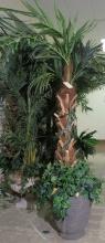 8' Palm Tree in Brown Planter