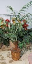 4' Palm Tree in Wicker Planter