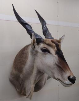 Livingston  African Eland Mount