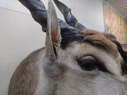 Livingston  African Eland Mount