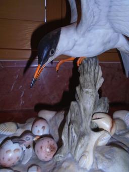 Boehm Porcelain sculpture Common Tern. Seagull with eggs. Limited Edition.