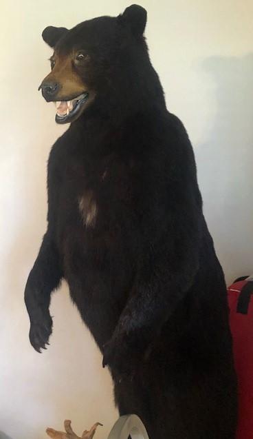 6' Black Bear Mounted (Standing Up)