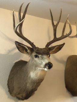 Mule Deer Mounted Head