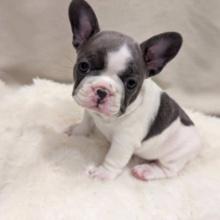 French Bulldog Puppy named Bailey Full of energy and loving Description:This puppy was in the litter