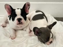 French Bulldog Puppy named Pied Blue full of energy and loving Description:This puppy was in the lit