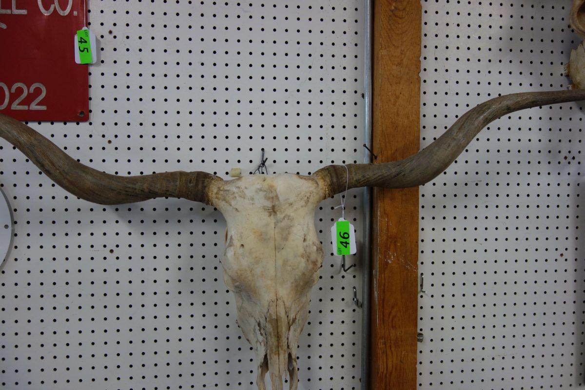 LONGHORN COW SKULL