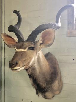 Kudu Mount Taxidermy