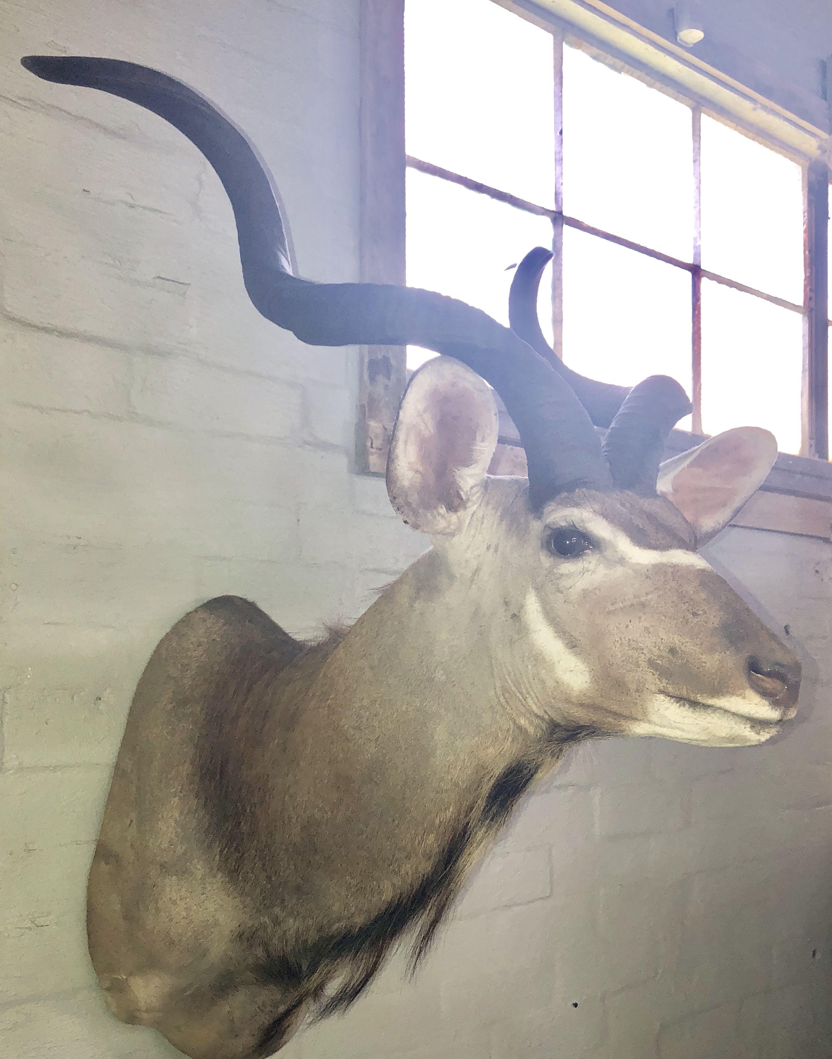 Kudu Mount Taxidermy