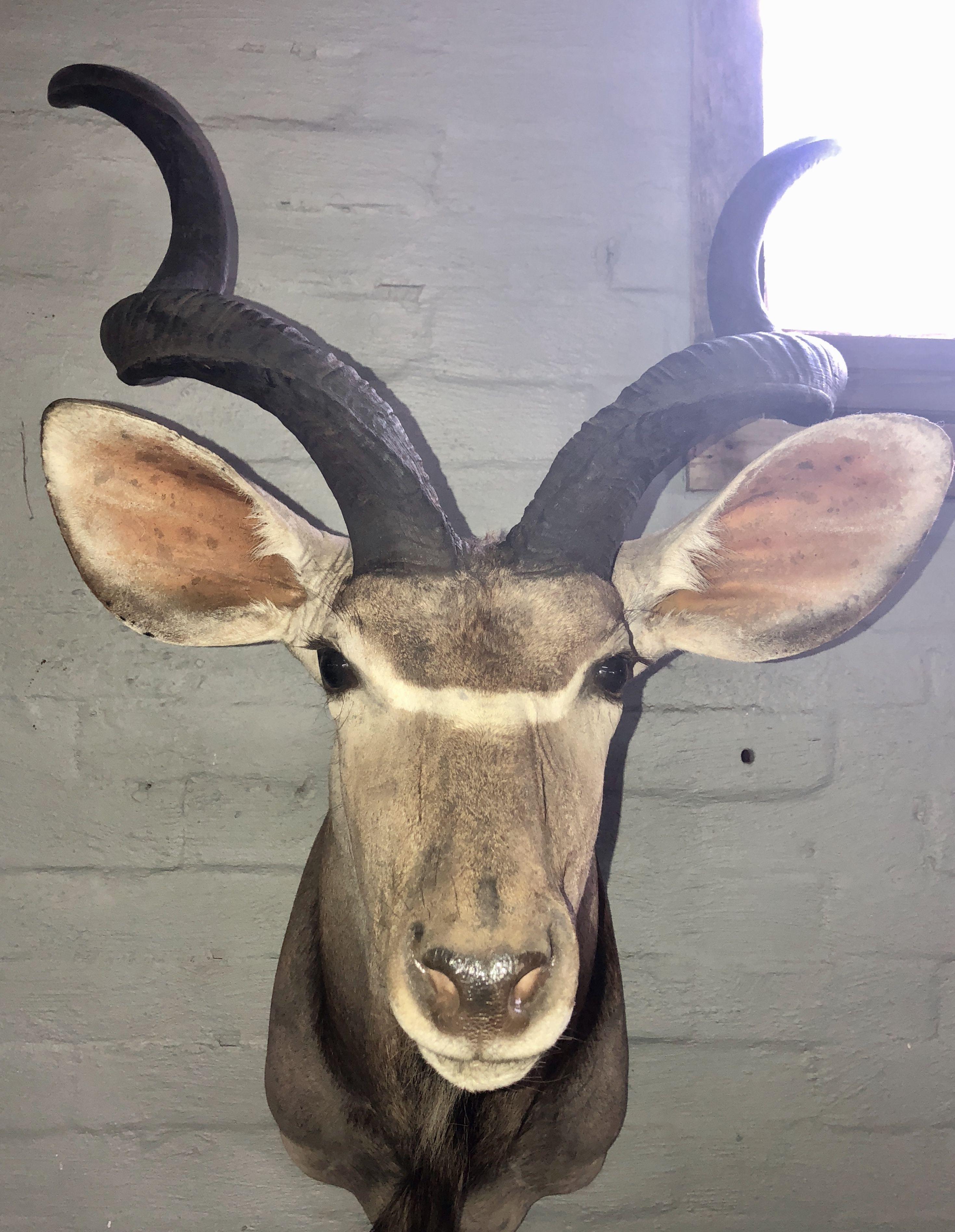 Kudu Mount Taxidermy