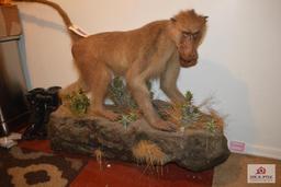 Baboon Taxidermy