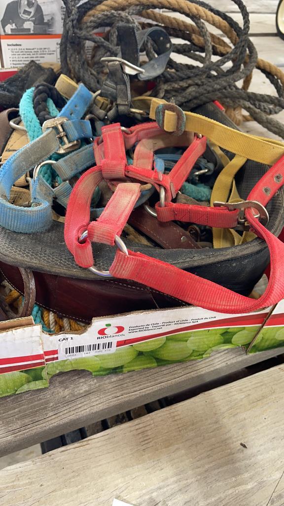 BOX OF HALTERS, LEAD ROPES & HEAT LAMP