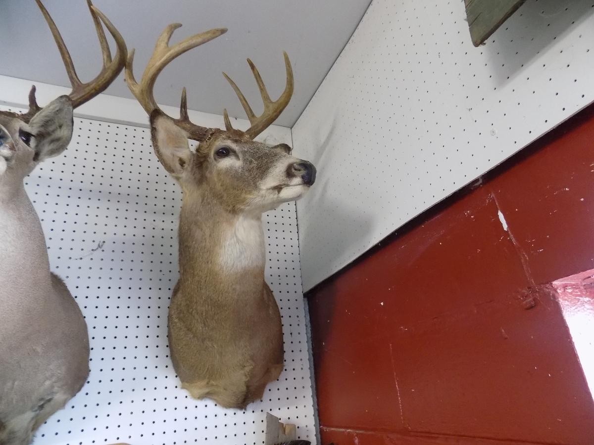 Whitetail Deer Shoulder Mount