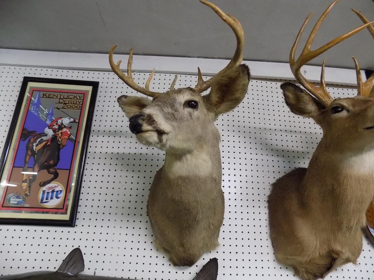 Whitetail Deer Shoulder Mount