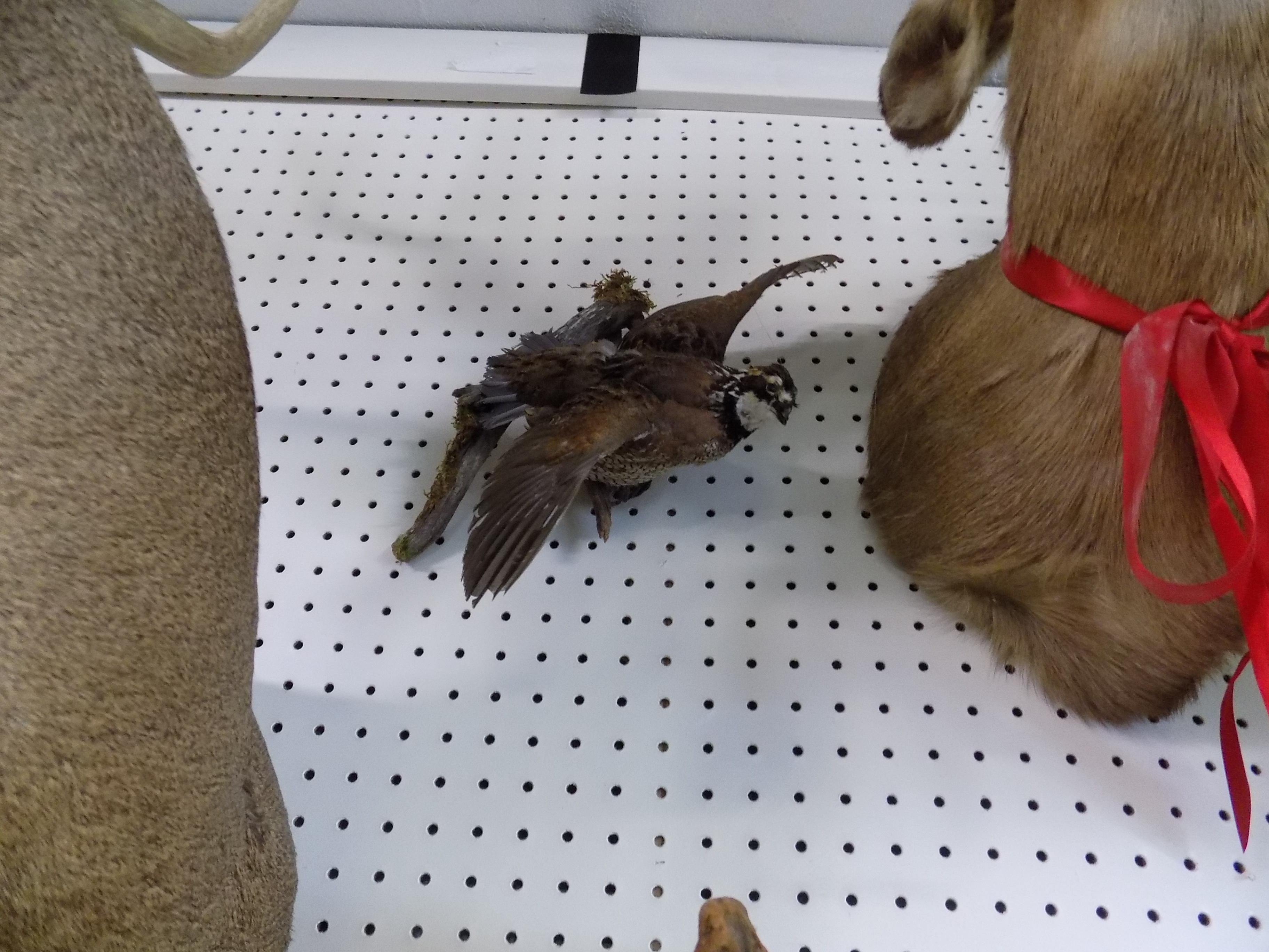 Quail Full Body Mount