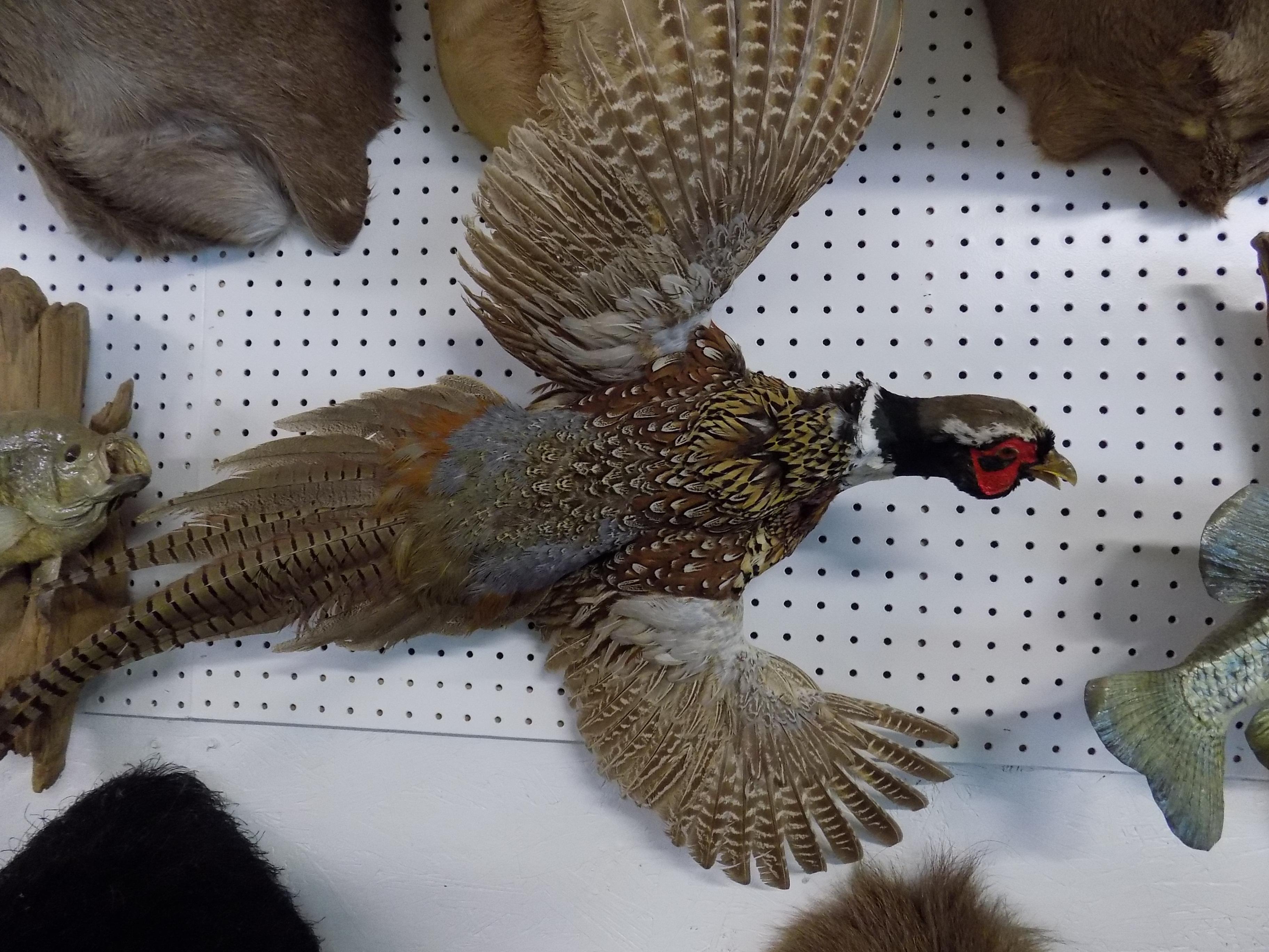 Pheasant Full Body Mount