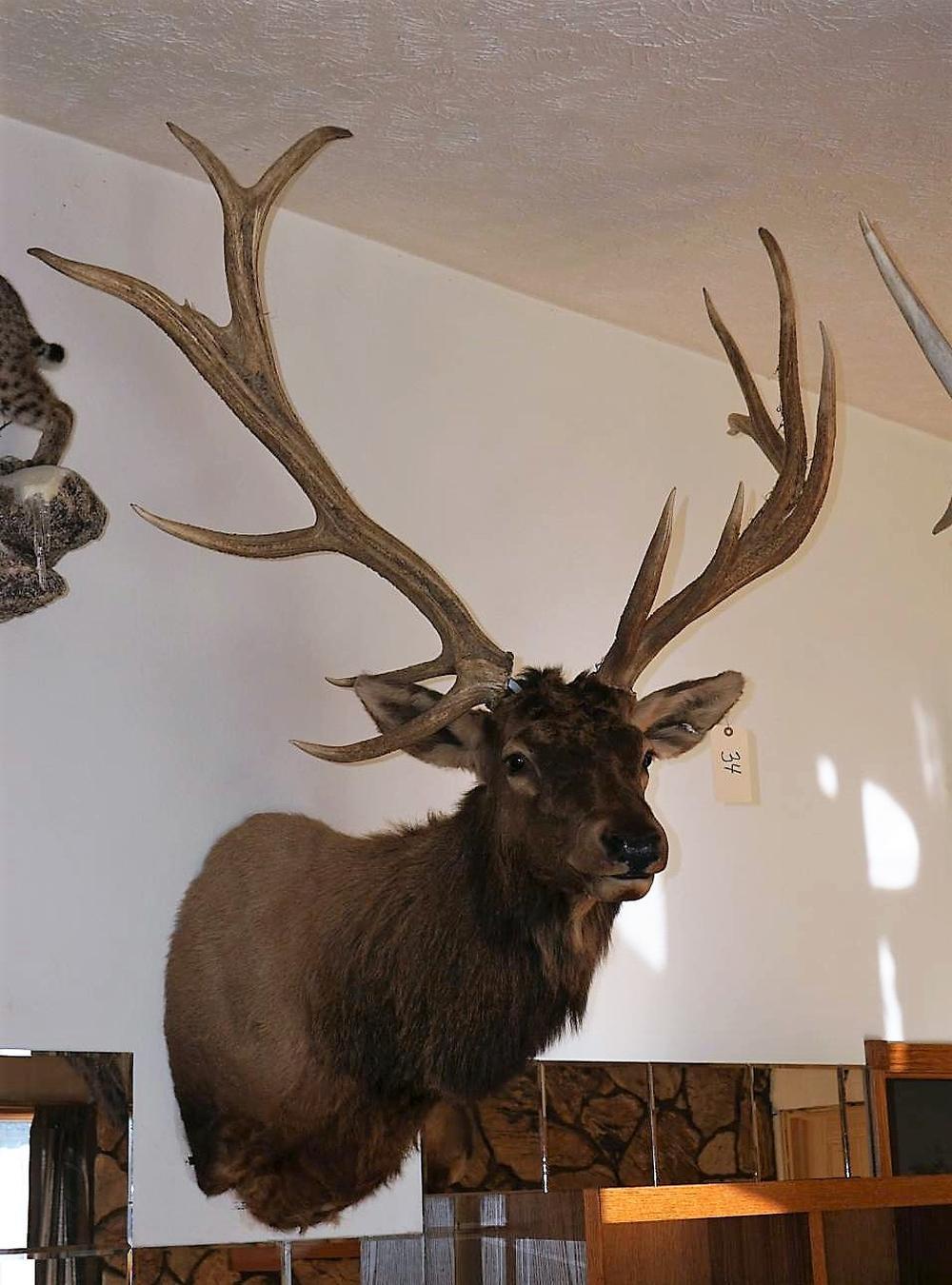 Elk Head Wall Mount