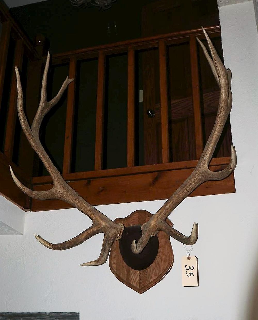 Elk Antlers