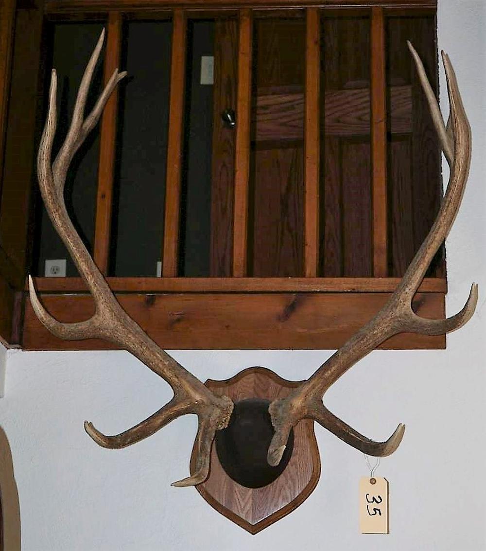 Elk Antlers