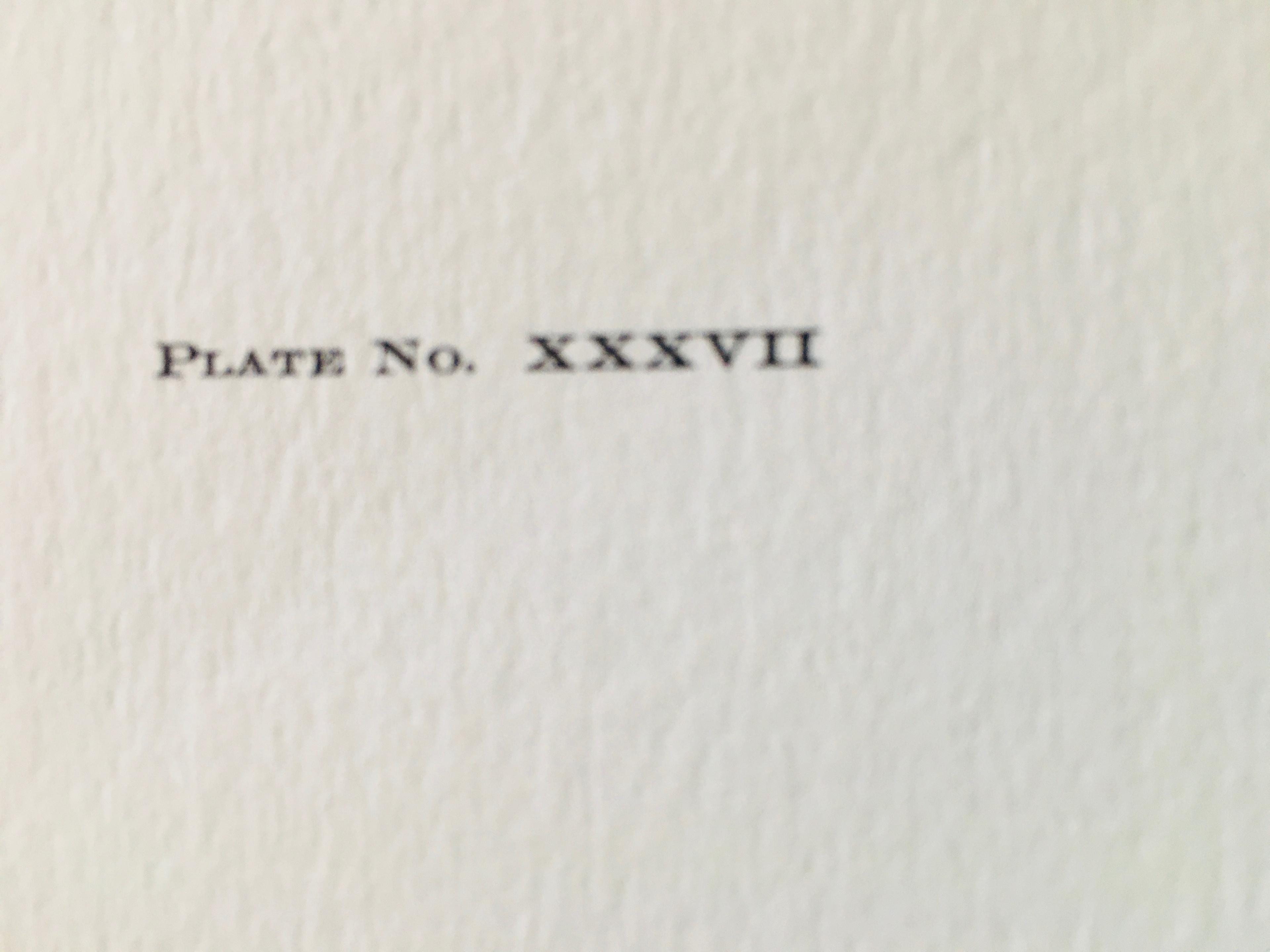 1975 Richard Sloan - GREAT EGRET - Signed - 22” x 28” CASMERODIUS ALBUS 372795