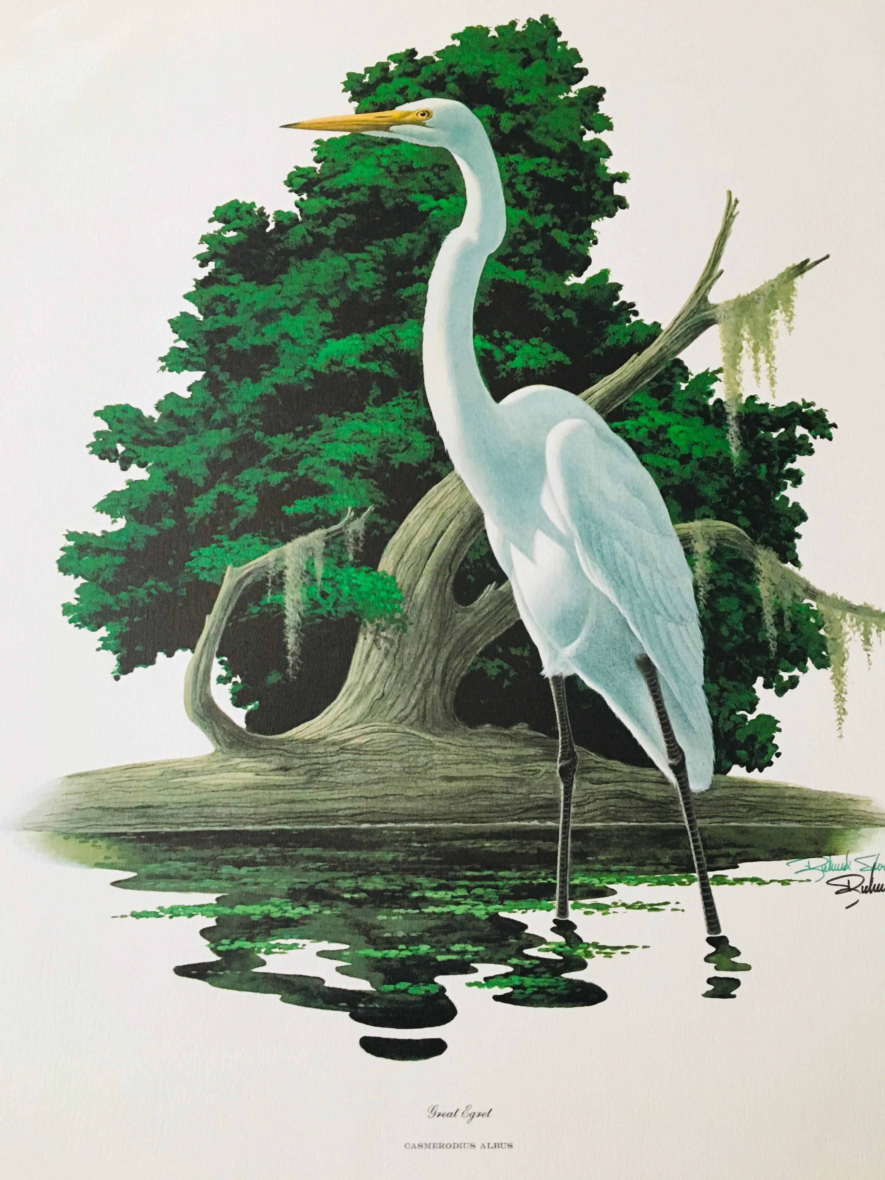 1975 Richard Sloan - GREAT EGRET - Signed - 22” x 28” CASMERODIUS ALBUS 372795