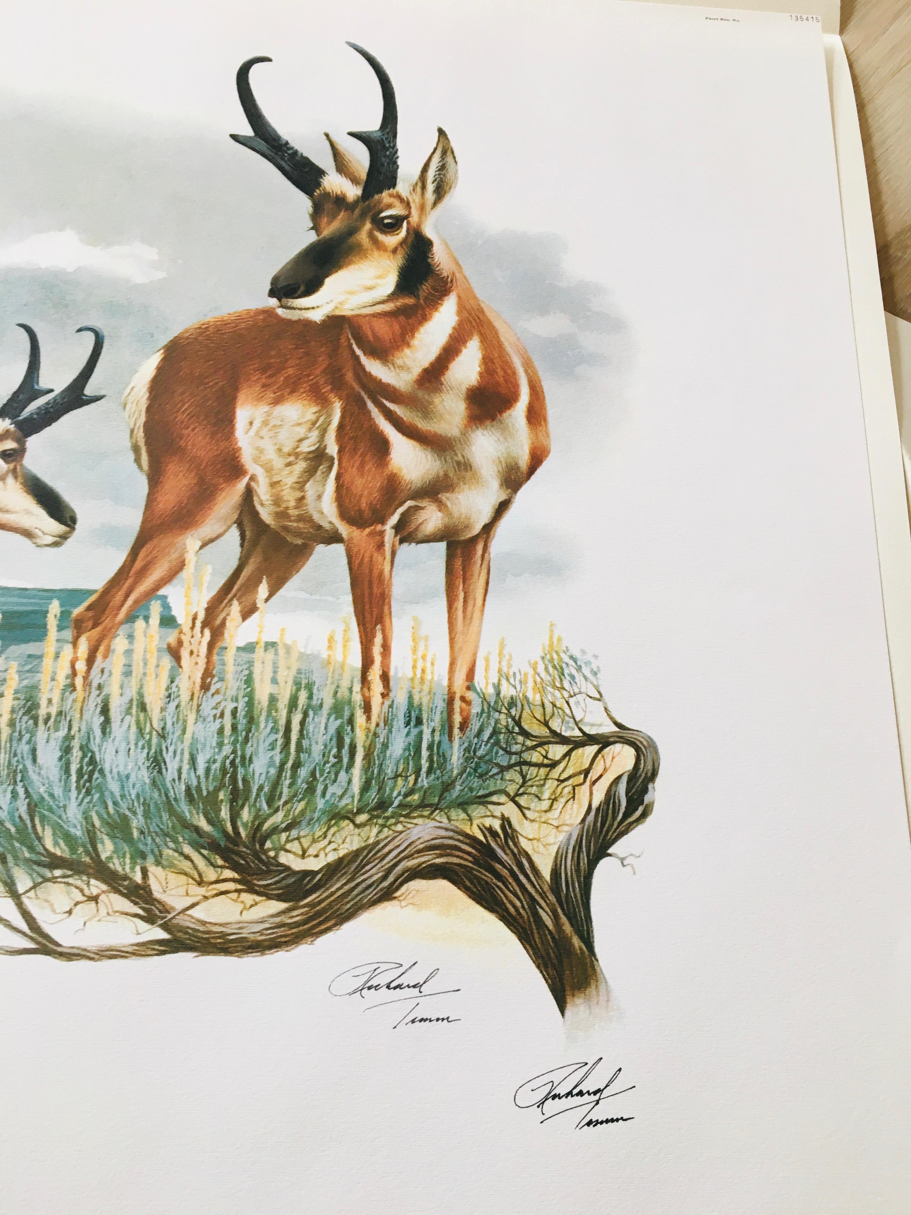 1974 Richard Timm - PRONGHORN - Signed - 22” x 28” ANTILOCAPRA AMERICANA 135415