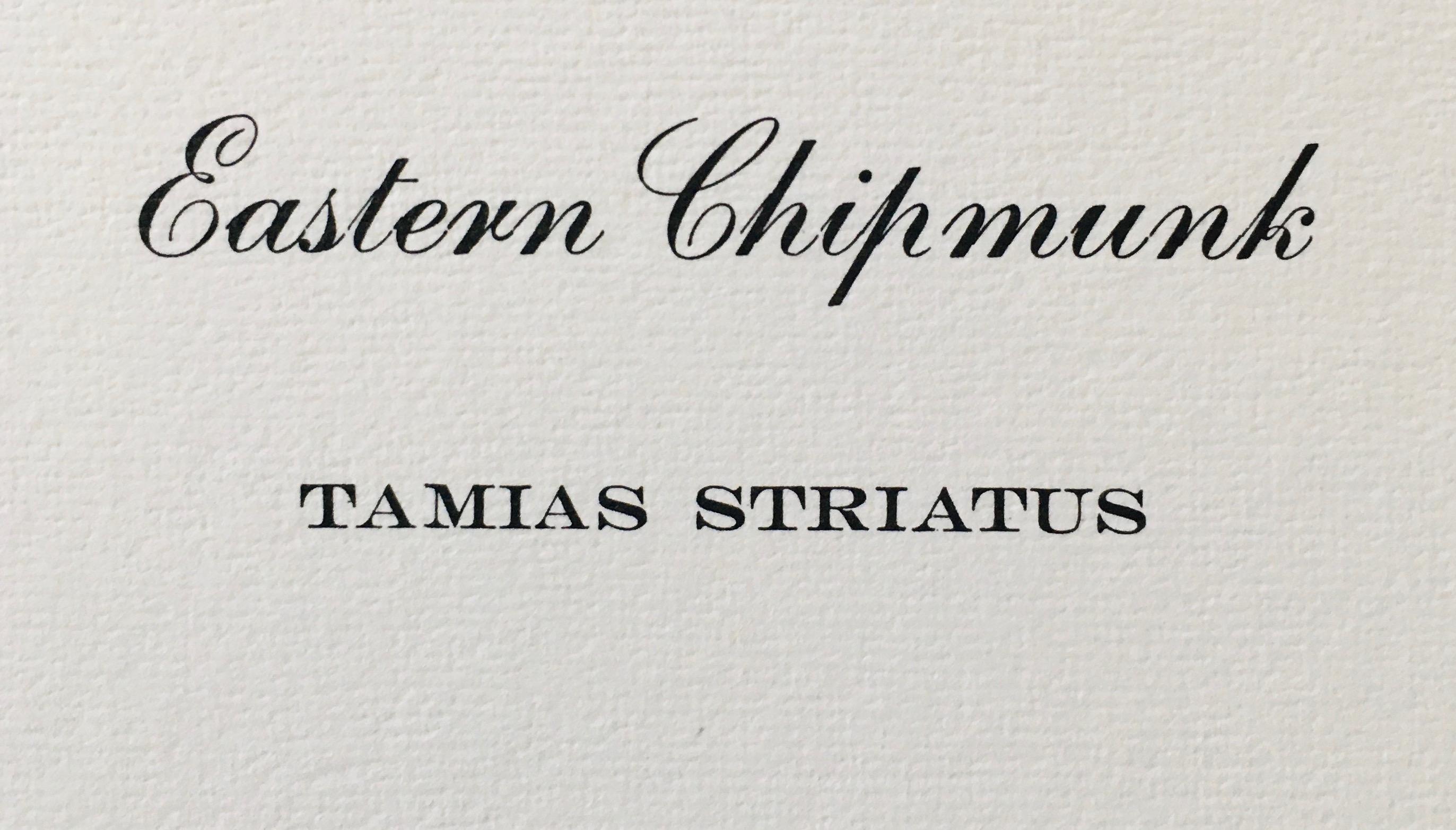 1973 Richard Timm - EASTERN CHIPMUNK - Signed - 22” x 28” TAMIAS STRIATUS 051930