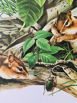 1973 Richard Timm - EASTERN CHIPMUNK - Signed - 22” x 28” TAMIAS STRIATUS 051930