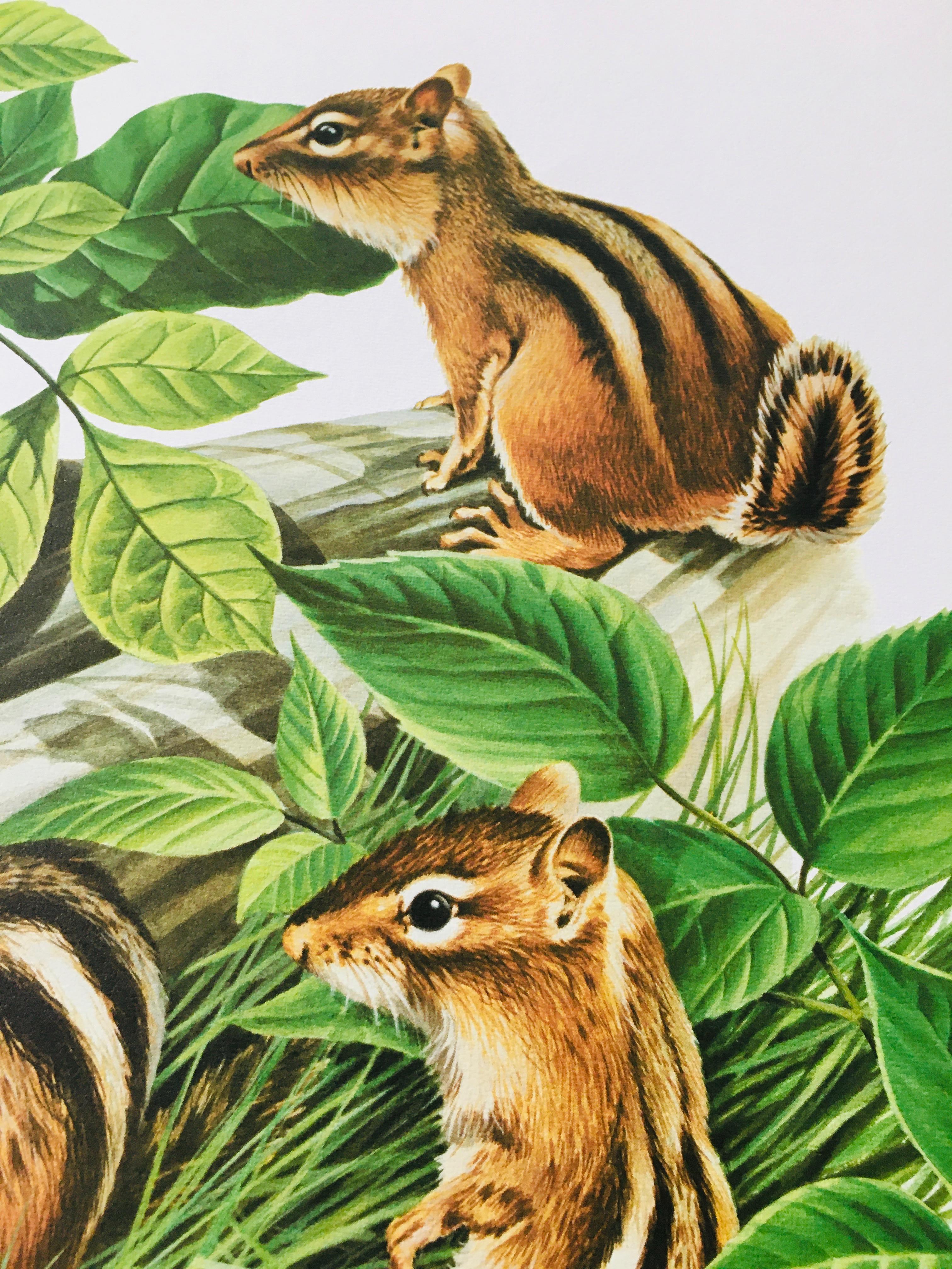 1973 Richard Timm - EASTERN CHIPMUNK - Signed - 22” x 28” TAMIAS STRIATUS 051930