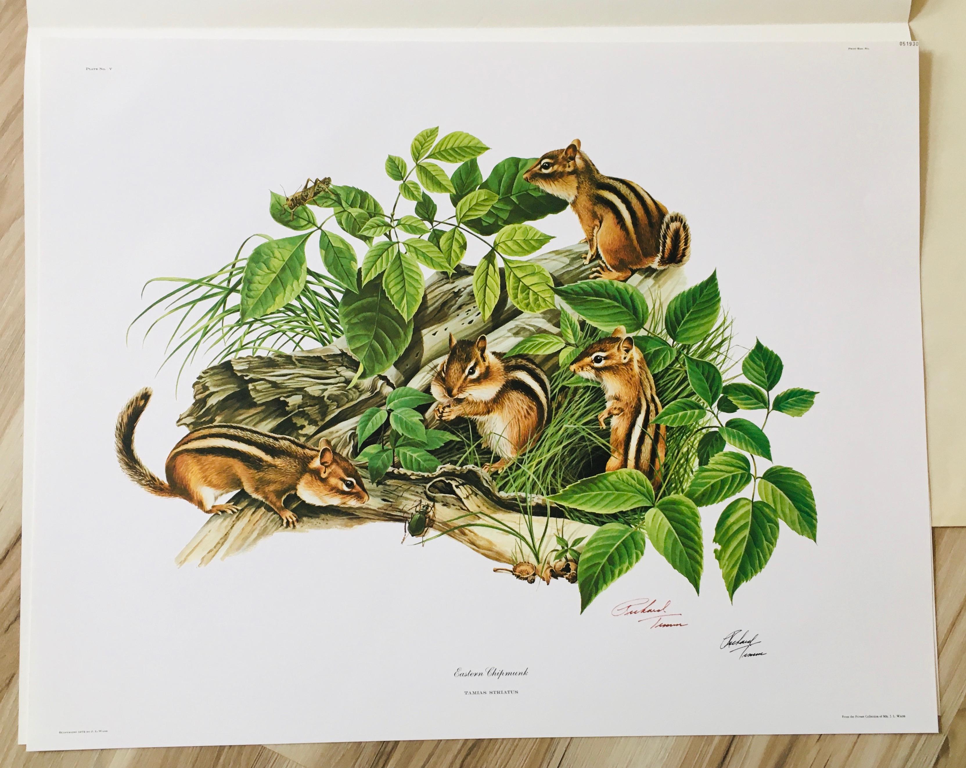 1973 Richard Timm - EASTERN CHIPMUNK - Signed - 22” x 28” TAMIAS STRIATUS 051930