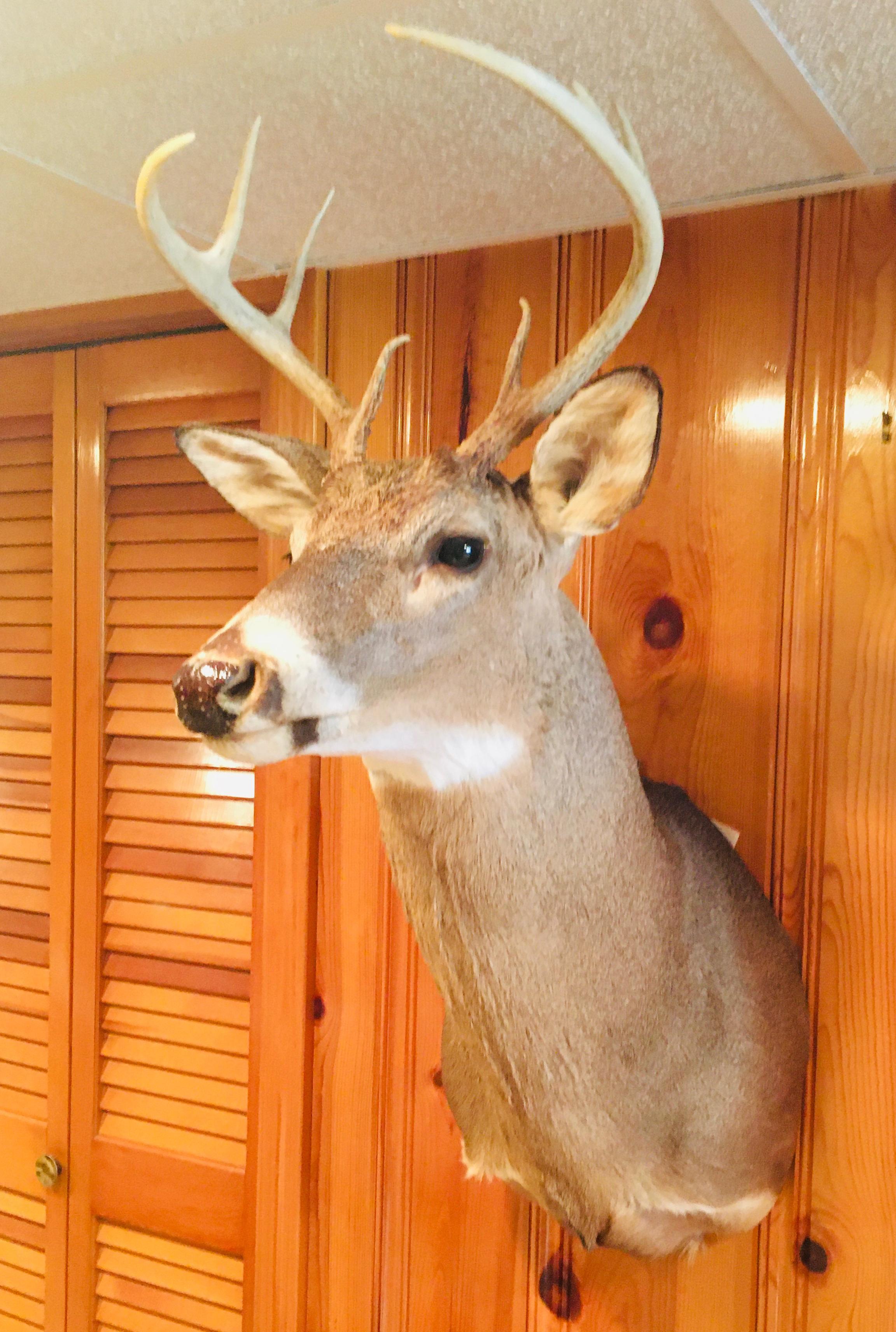 8 PT Buck Deer Head Mount 2001