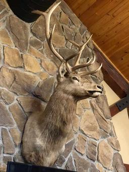 Elk Taxidermy Shoulder Mount