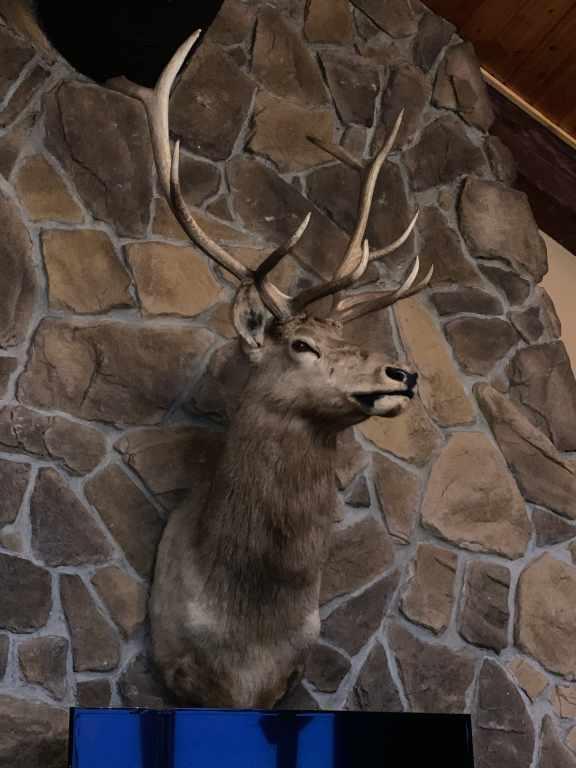 Elk Taxidermy Shoulder Mount