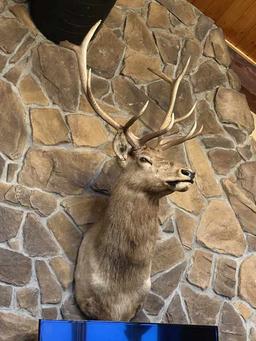 Elk Taxidermy Shoulder Mount