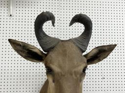 African Hartebeest Taxidermy