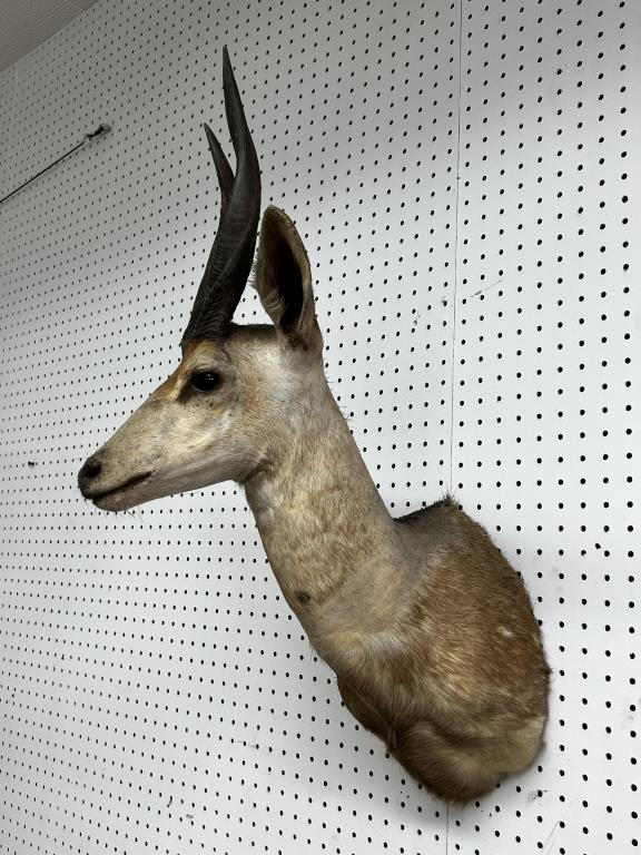 AFRICAN KUDU TAXIDERMY