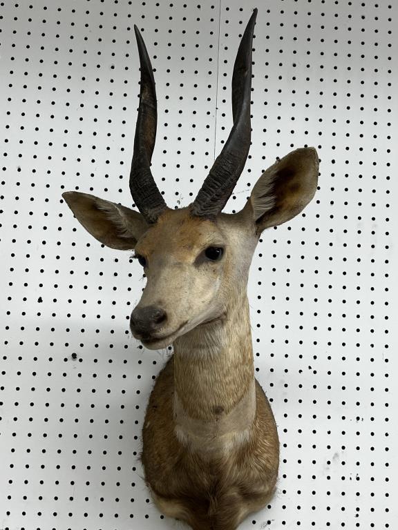 AFRICAN KUDU TAXIDERMY