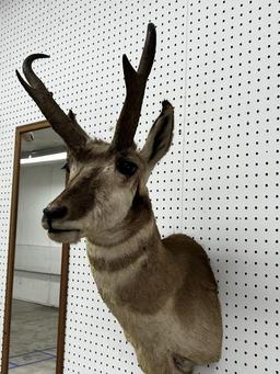 African Prong Horn Taxidermy