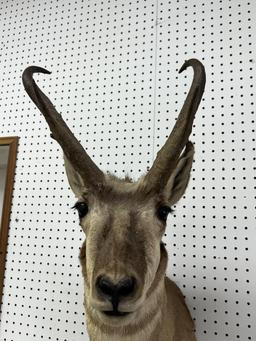 African Prong Horn Taxidermy