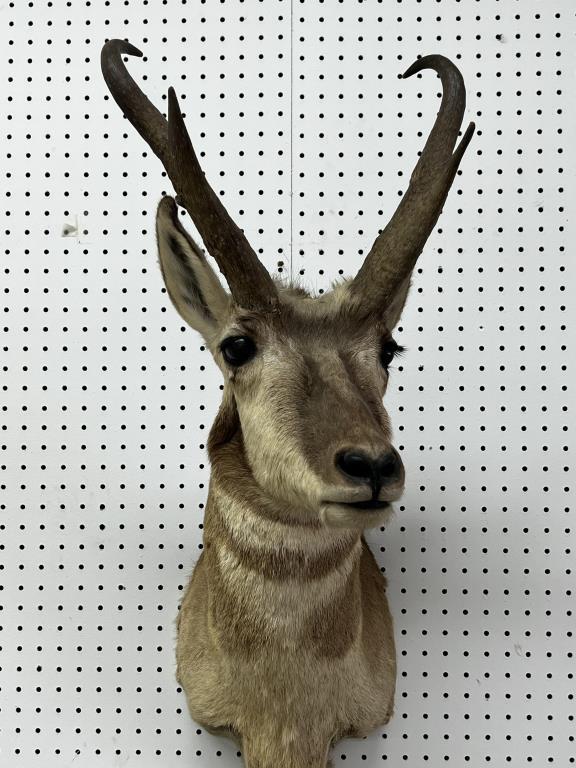 African Prong Horn Taxidermy