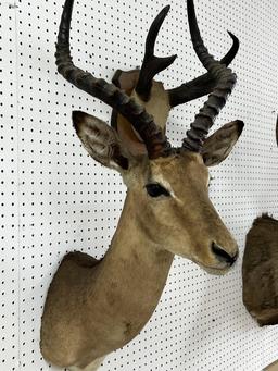 African Male Impala Taxidermy