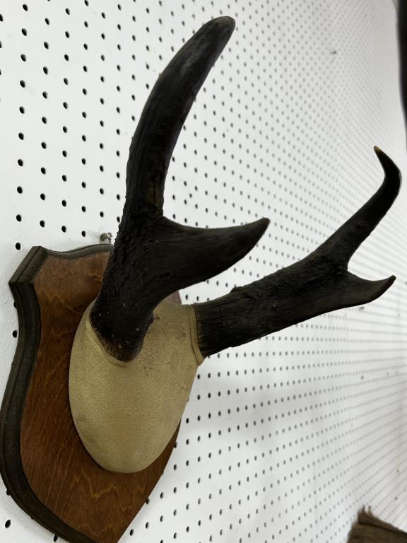African Prong Horn Antelope Taxidermy