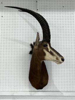 African Sable Antelope Taxidermy Shoulder
