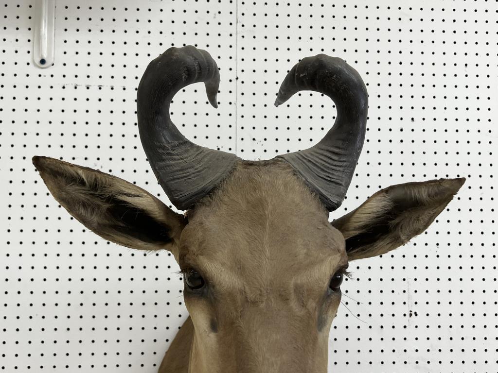 African Hartebeest Taxidermy Mount