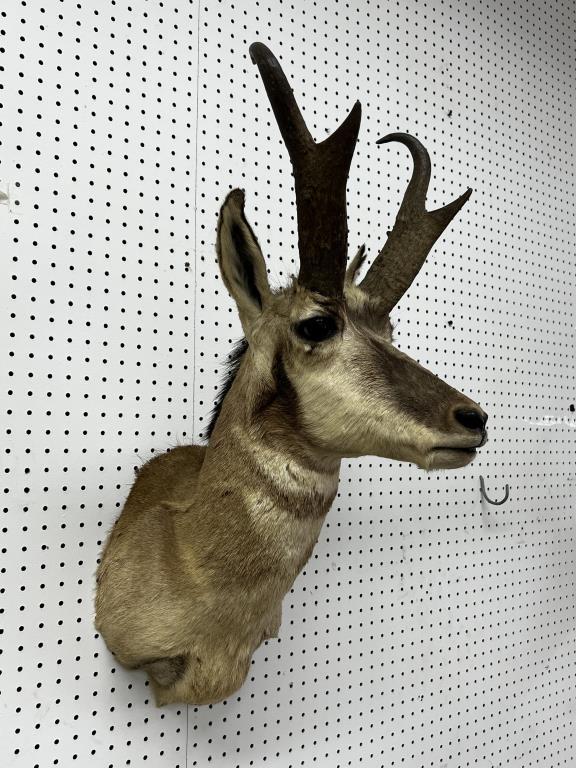 North American Pronghorn Taxidermy Wall Mount