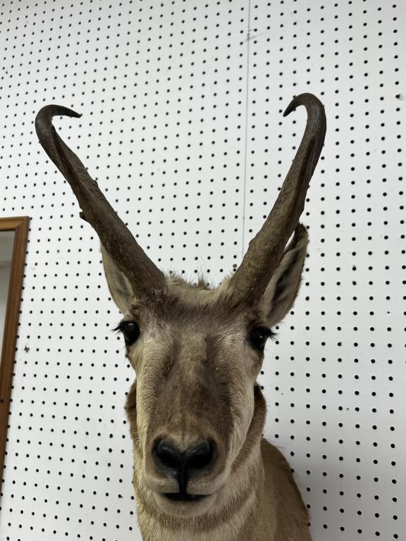 North American Pronghorn Taxidermy Wall Mount