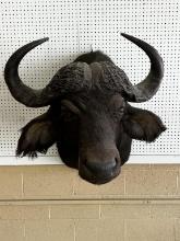 African Cape Buffalo Shoulder Mount Taxidermy