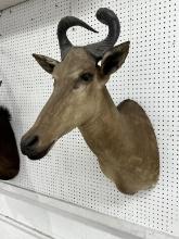 African Hartebeest Taxidermy Mount