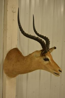 African Impala Shoulder Mount