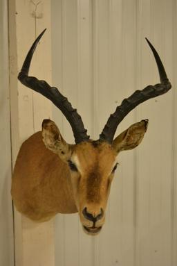 African Impala Shoulder Mount